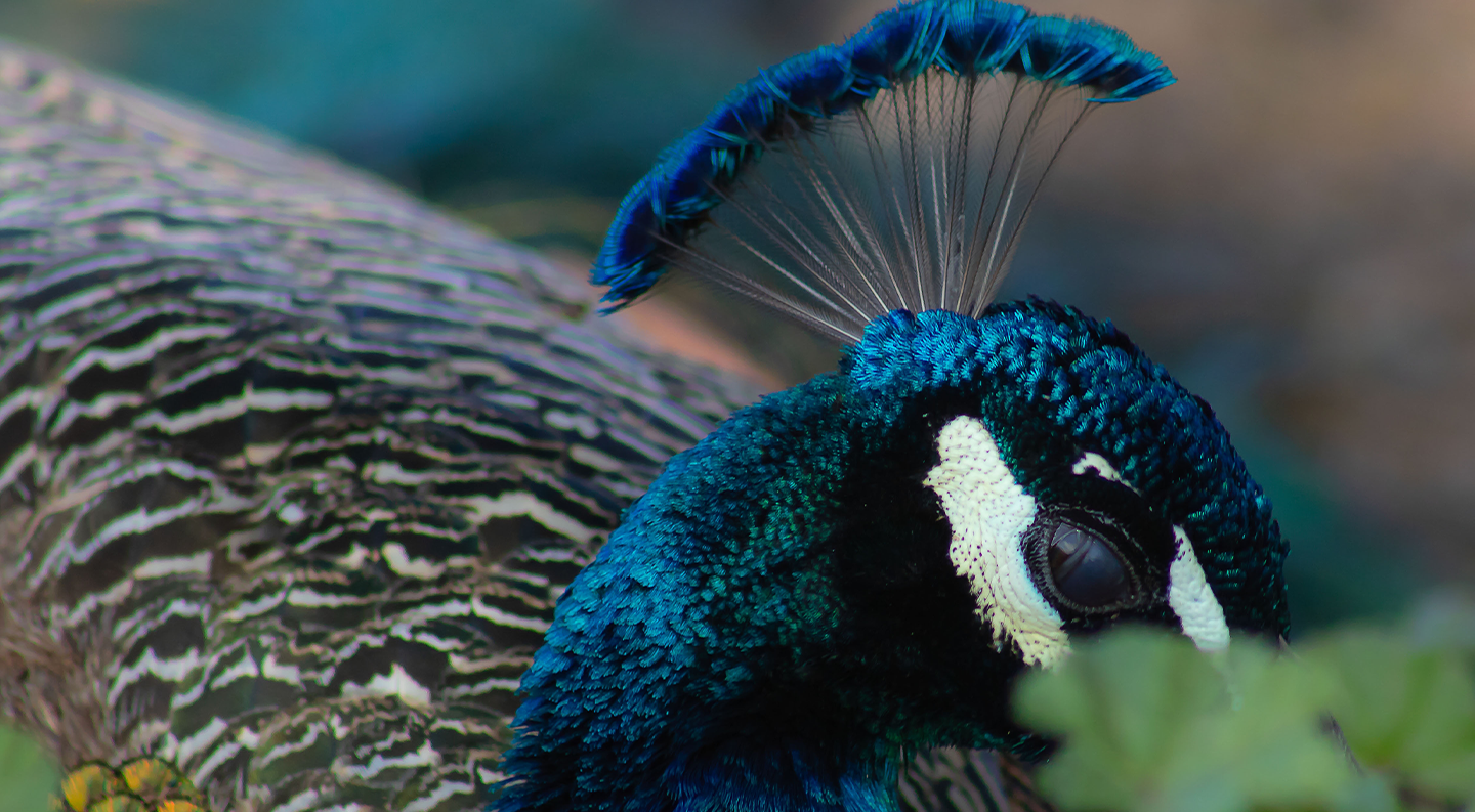 Peacock feathers background